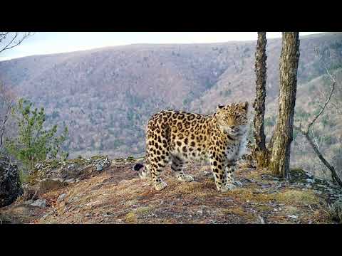 Сразу 8 видов зверей на "Земле леопарда" / 8 wild animals