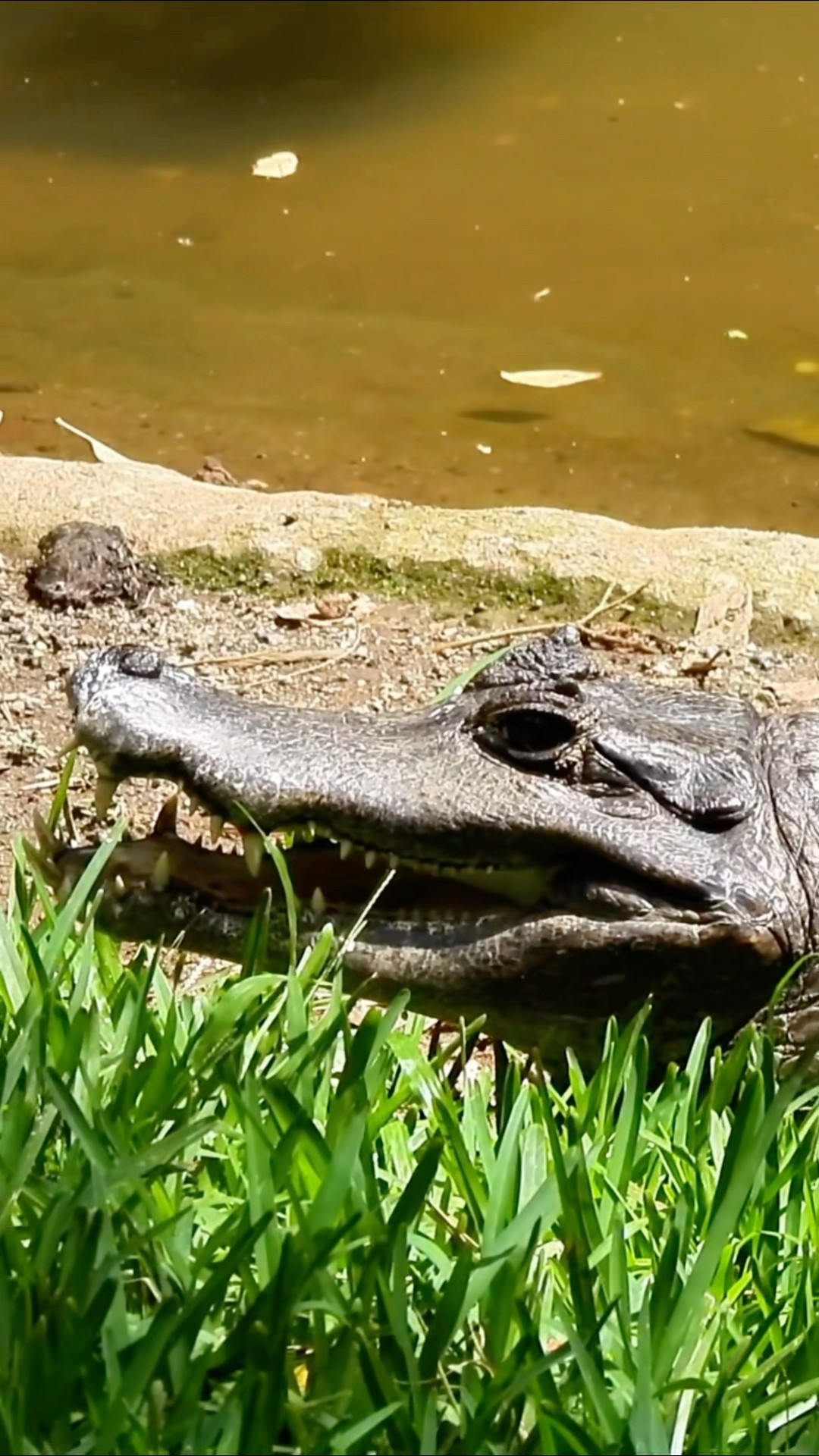 Alligator Flirting With a Couple Of Turtles