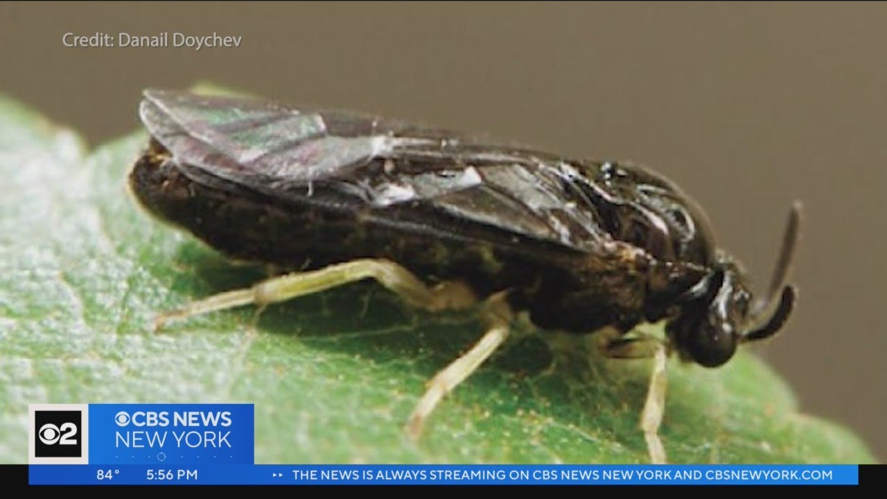 Invasive elm zigzag sawflies headed towards NYC