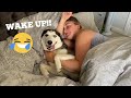 Hilarious Husky Puppy Wakes Mum Up In The Funniest Way!! [TRY NOT TO LAUGH!]