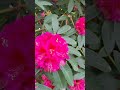 Pink blossom #Giardini #La Spezia #Rododendron #рододендрон #Ла Спеція