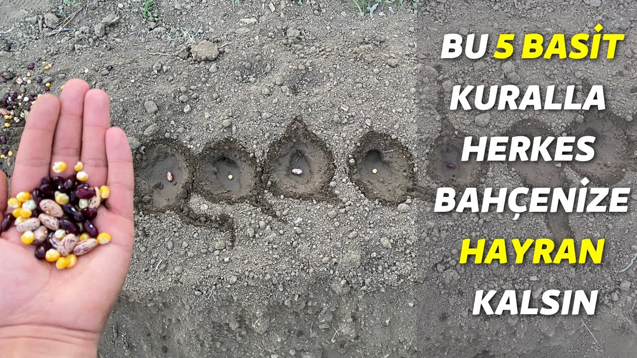 fasulyenin çok dökmesi  için 5 ÇOK BASİT AMA ÖNEMLİ KURAL %100