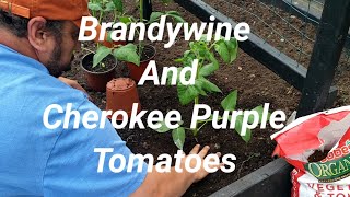Brandywine And Cherokee Purple Tomatoes Seed to Harvest