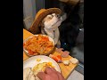 The most determined dog, cute and ugly little dog, steady and solid dog