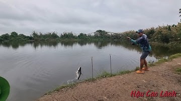 Câu cá tra| Cá pen cần liên tục, Tập 132 - Hậu Cao Lãnh