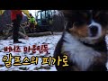 2개월된 말썽쟁이 피가로의 알프스 라이프/Bernese Mountaindog