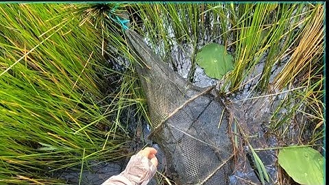 #76 một buổi thăm 12 cửa ngục trúng lươn ở rừng tràm ll nhiên vlong