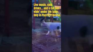 Puerto Princesa vibes: music, drinks, and a chill cat.#PhilippinesVibes#island #shorts