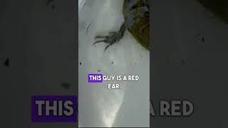 Is This A Red Ear Slider?