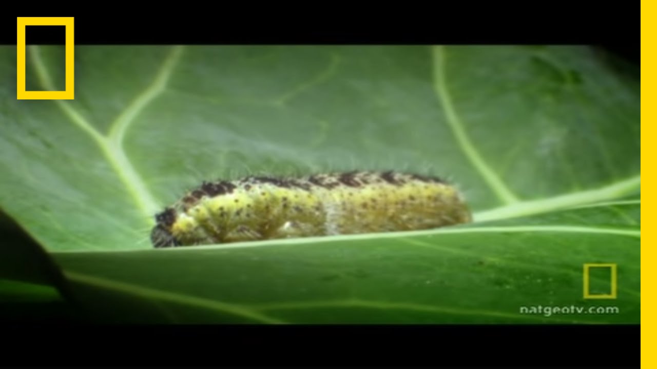 Body Invaders | National Geographic