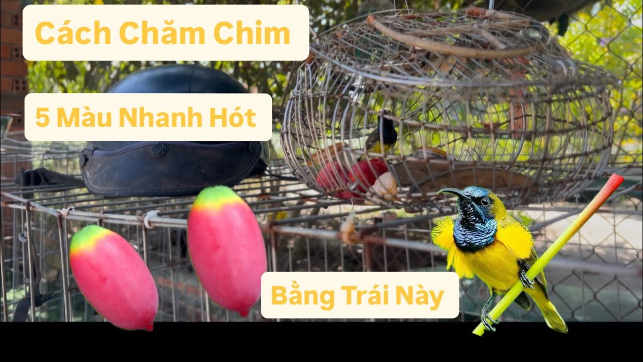 Cách Thuần Chim Hút Mật 5 Màu Nhanh Hót Chim Nhanh Lên Mồi #cachnuoichimhutmat #chim5mau