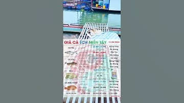11/5/2024 ✅ Thị trường Cá Ếch #ĐBSCL ↗️ Giá Cá Tra, Cá Lóc, Điêu Hồng, Cá Chẽm, Trê Vàng, Giá Lươn!