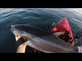 Tuna Tuesday - Moffat Beach, Plenty of Action!