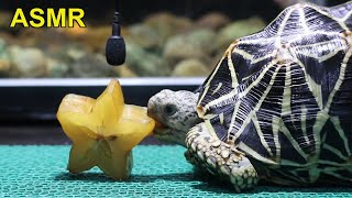 INDIAN STAR TORTOISE EATING STARFRUIT ASMR by Red Panda 1,137 views 4 months ago 4 minutes, 23 seconds