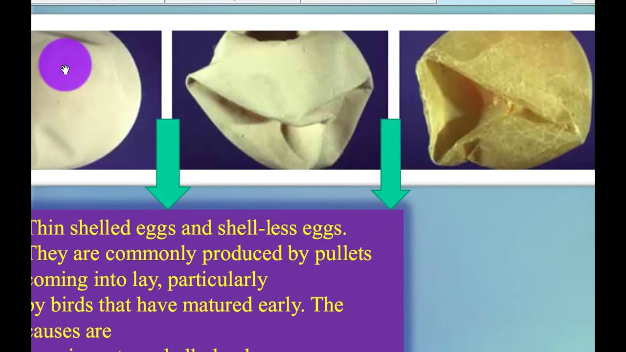 egg shell abnormalities and their   indications