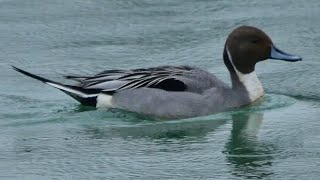 Codone - Pintail (Anas acuta)