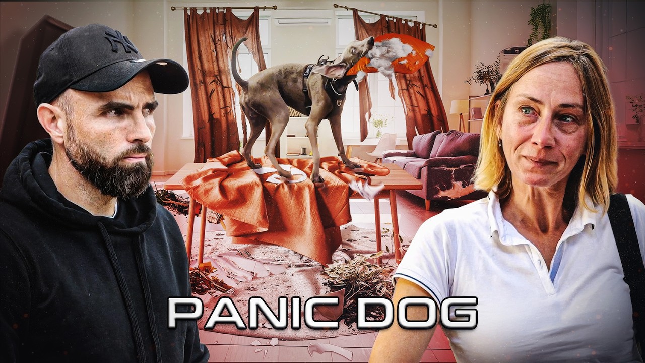 « Hyperactif, Hyperémotif… je n’arrive pas à gérer mon chien ! » Braque de Weimar - Panic Dog #23