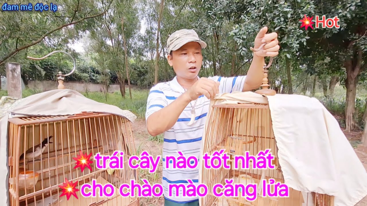Trái Cây Nào Tốt Nhất Cho Chào Mào Căng Lửa | Bạn Nên Biết | đam mê độc lạ