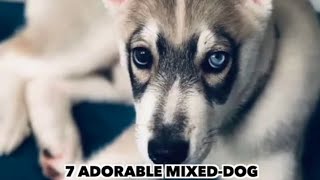 7 Adorable Mixed Dog Breeds To Ever Exist | Unknown Facts