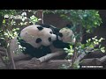 Panda Cub Picks A Fight With Mom and Instantly Regrets It | iPanda