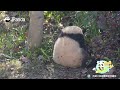 Panda Cub Picks A Fight With Mom and Instantly Regrets It | iPanda