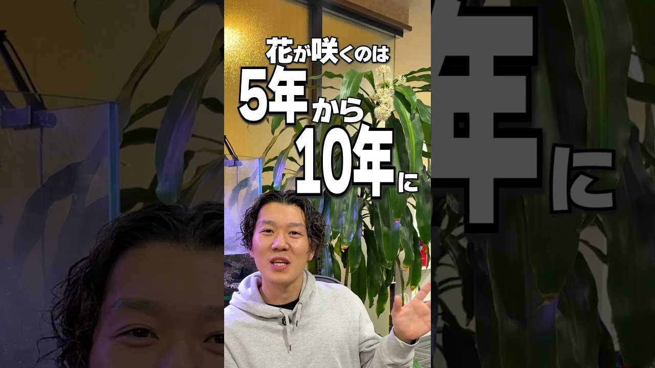 Чудо-дерево(不思議な木)

幼児用絵本　洋書 A 