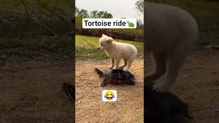 puppy rides a tortoise 🐢❤️#dog #puppy #entertainment #shorts