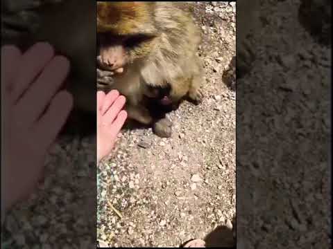 Mini Vlog Azrou Von Marokko Affen Tiere Azrou Marokko Vlog Capcut