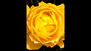 Rose Blooming Time Lapse #Shorts