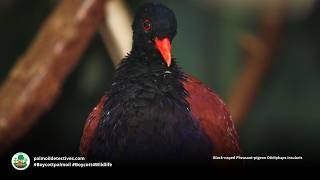 Black naped Pheasant pigeon Otidiphaps insularis - Papua New Guinea