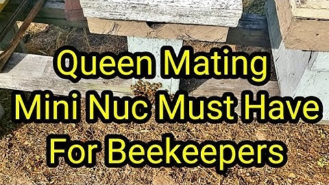 Queen Mating Mini Nuc Must Have For Beekeepers