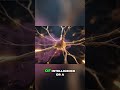 Brain Fog: The Energy Gap Explained #shorts
