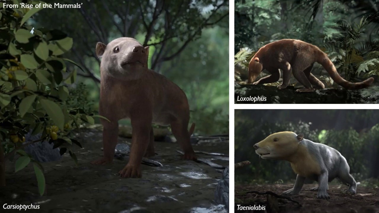 Anderson - The osteology of the Paleocene mammal Goniacodon - YouTube
