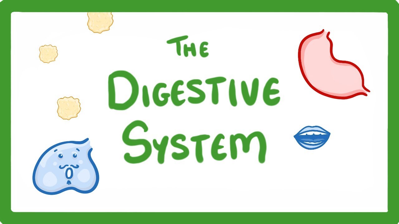 Gcse Biology Digestive System 13 Youtube