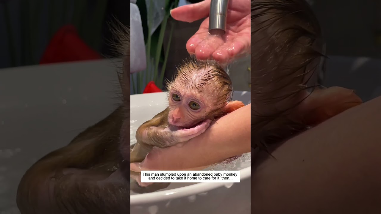 This man stumbled upon an abandoned baby monkey and decided to take it home to care for it, then...
