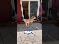 Labrador blocks doorway #dogshorts #pets #dogs #labradorretriever #doglife #lovemypet #dogmom
