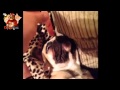 Funny Pets Compilation #1 (HD/HQ)