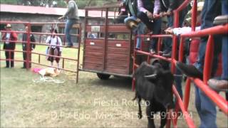 VAQUILLAS BRAVAS. torogol. fiesta rodeo. FIESTAS TEMA. D.F.