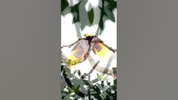 Greater Bird-of-Paradise Sings in 4K | Rare Bird Calls You Must Hear | Paradisaea apoda
