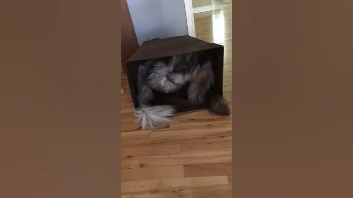 Video 4094571: maine coon, big male cat