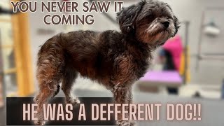 I CHANGED this SHIH TZU into a DIFFERENT BREED