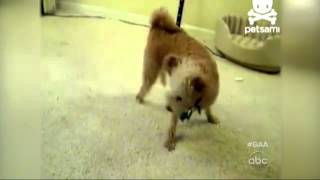 'GAA' Afternoon Play: Dog Chases Tail... Both Ways