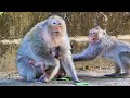 Pitiful mother monkey alika in lowrange scared monkey emilia and tries to take the baby back