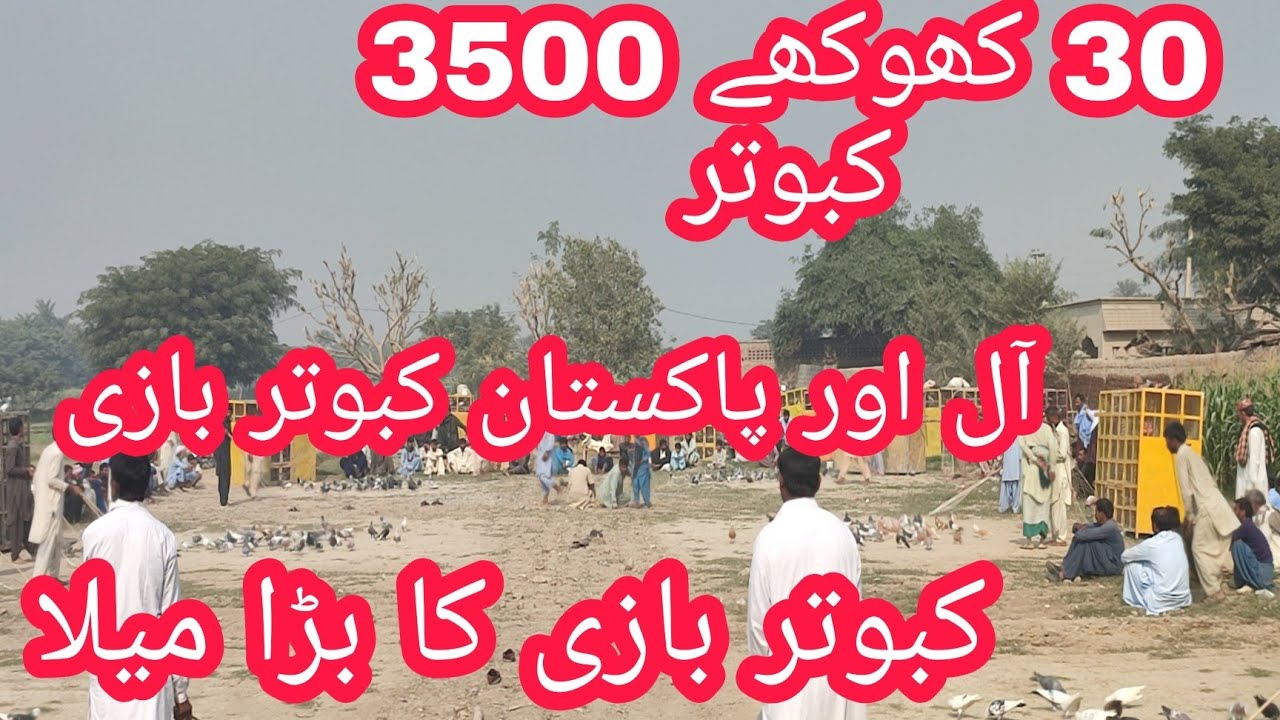 3000 Kabutar Ek Sath Dera Ghazi Khan Kabutar Bazi Ka Bara Kara Wo bhi aj ki Date ka