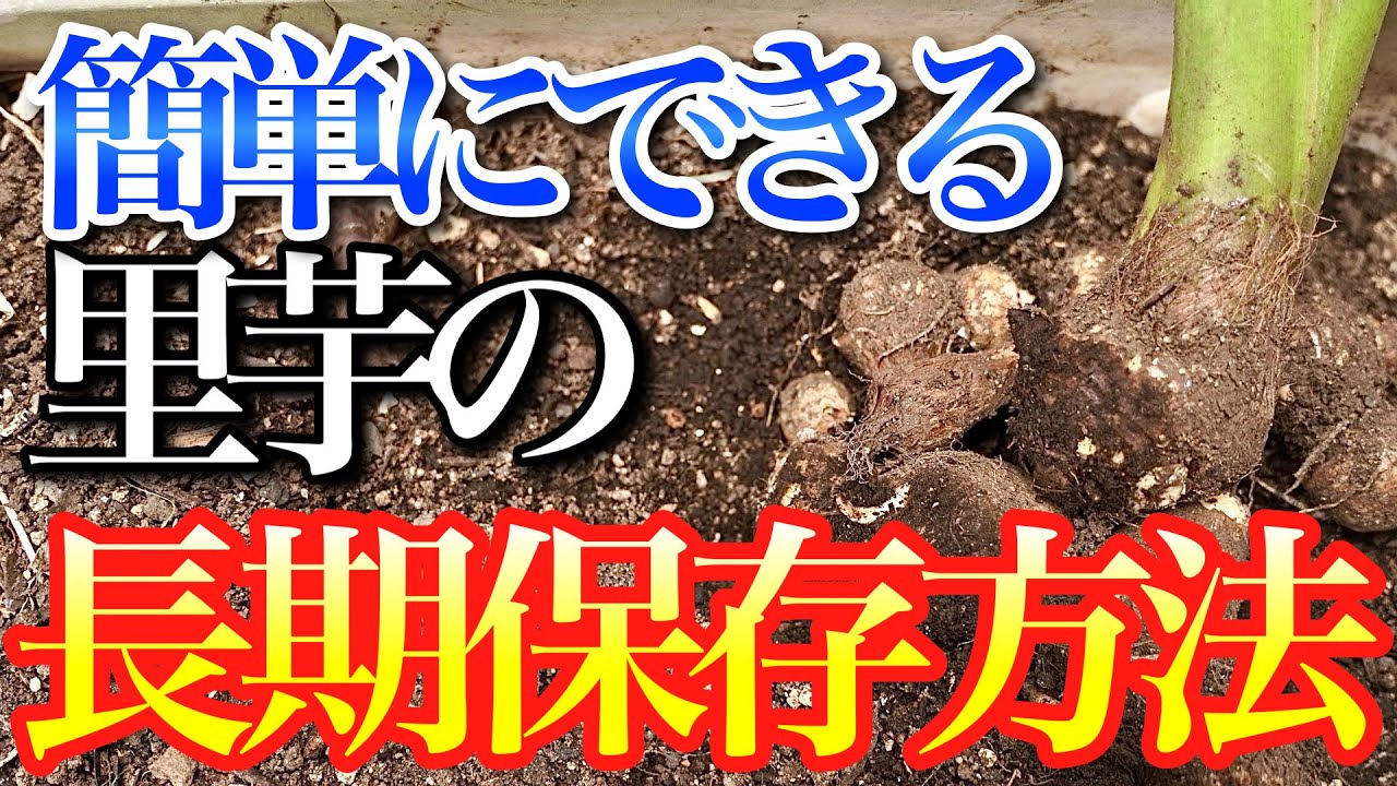 Taro] Learn how to easily store seed potatoes for a long time