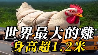 全世界最大的10種雞，腿粗堪比人類拳頭！第壹名身高超1米，全雞宴才能將其完全享用！#野生动物 #animals #知识渊博 #野生動物 #科普 #百科密码 #野生生物