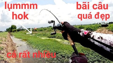 Những điểm câu tuyệt vời rất nhiều cá/câu cá lóc Gò Công|Thái Nguyễn fishing