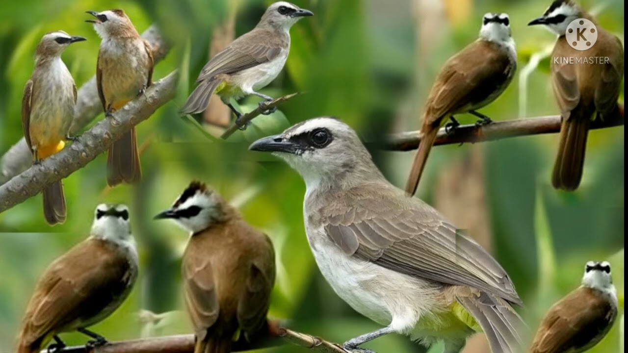 សំឡេងពពេច