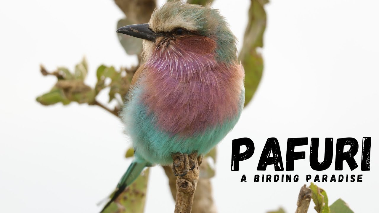 Kruger National Park | Pafuri is a Birding Paradise