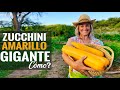 Zucchini Amarillo GIGANTE! Como lo cultivamos? | Abundante | Huerta Soy AHORA!